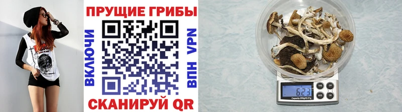 Псилоцибиновые грибы GOLDEN TEACHER  Ставрополь 